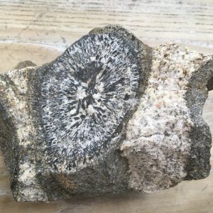 Australian Orbicular Granite Specimen