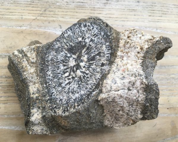 Australian Orbicular Granite Specimen
