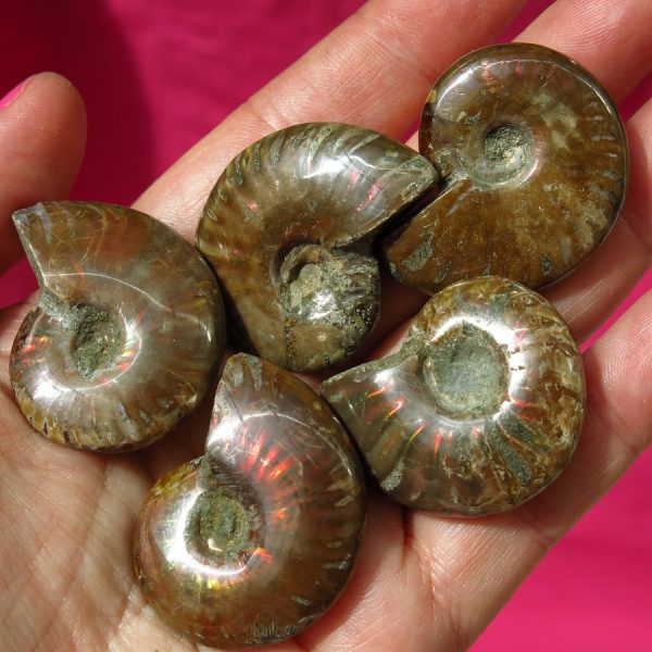 ammonite from Madagascar