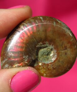 fossilised ammonite from Madagascar
