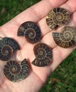 Buy mini Ammonites
