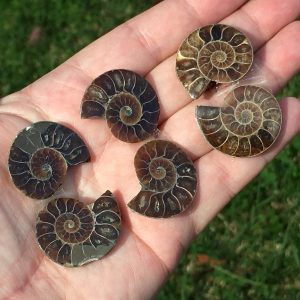 Buy mini Ammonites