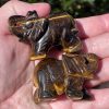 tigers eye elephants from South Africa