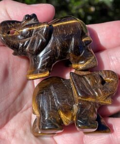tigers eye elephants from South Africa