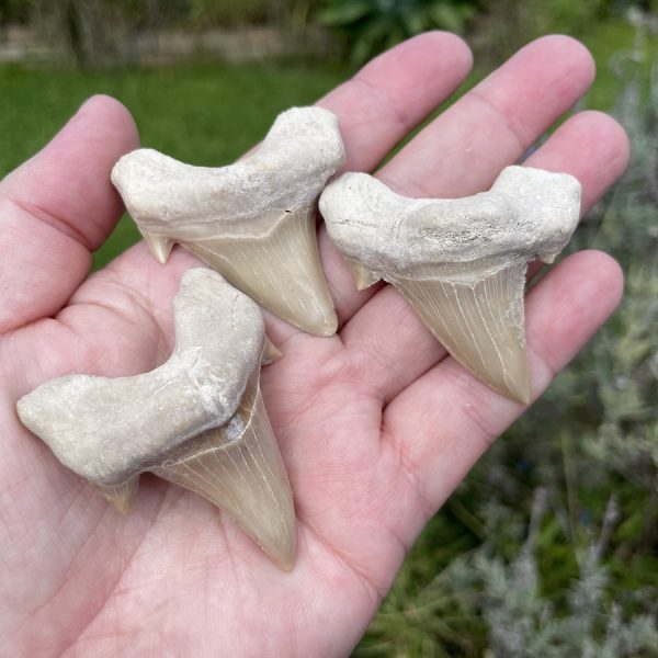 shark teeth from Morocco
