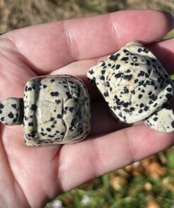 crystal Tortoise in Dalmatian Stone
