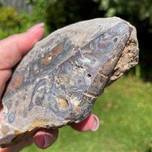 Turritella Snail Fossil