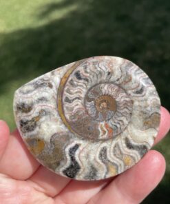 Semi polished goniatite fossil