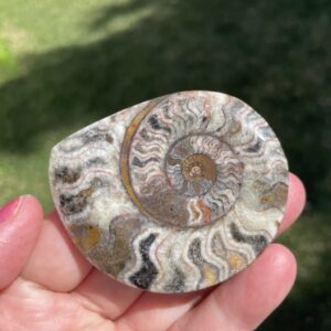 Semi polished goniatite fossil