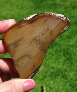 petrified wood polished slice