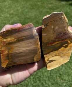 petrified wood slice from NSW Australia