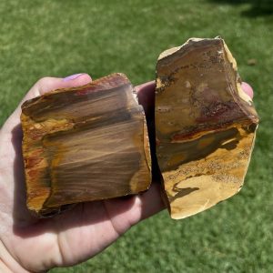 petrified wood slice from NSW Australia