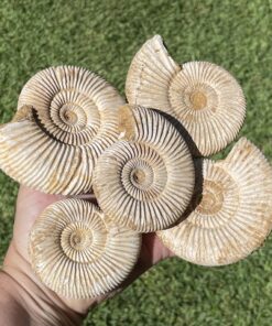 unpolished ammonite from Madagascar