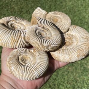 unpolished ammonite from Madagascar