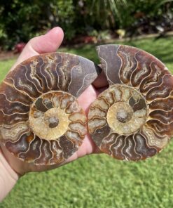 large ammonite pair