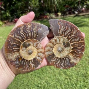 large ammonite pair