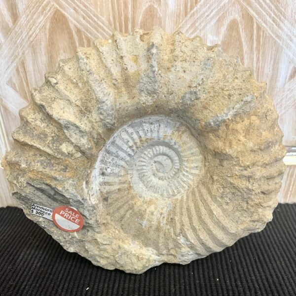 Natural form ammonite fossil