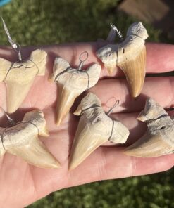 shark tooth pendant